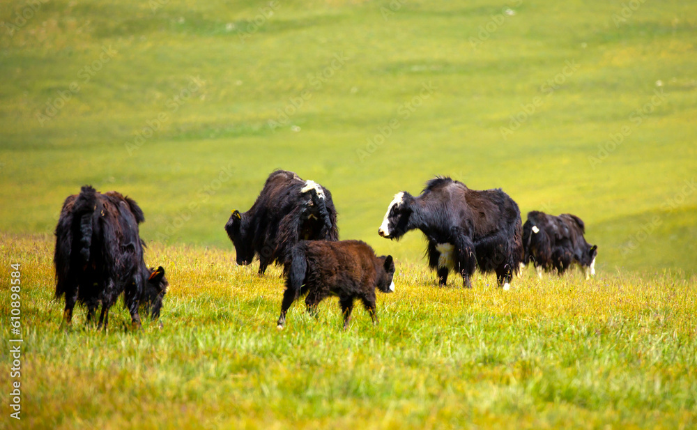 A herd of yaks graze in the mountains. Himalayan big yak in a beautiful ...