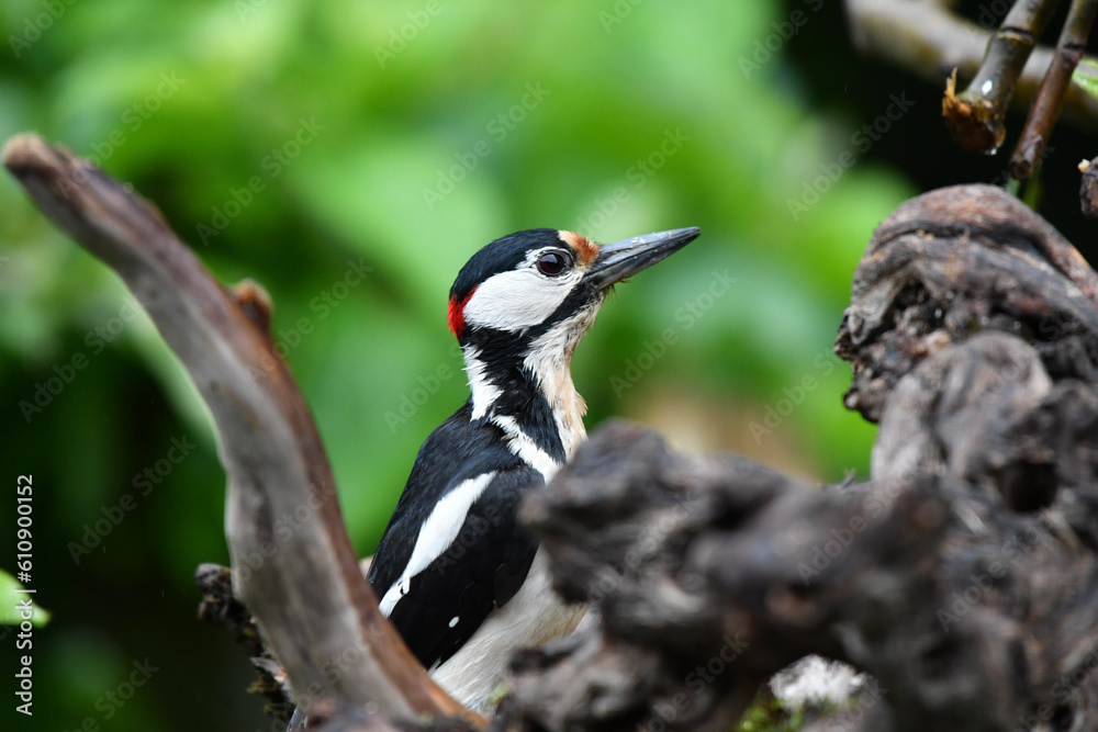 Buntspecht an Wurzel