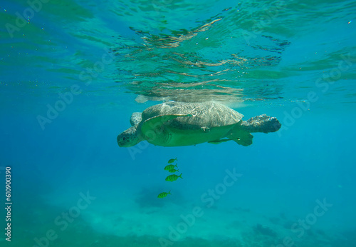 Great Green Sea Turtle (Chelonia mydas) with group of Golden Trevally fish (Gnathanodon speciosus) swims under surface of blue water on sunny day in brightly sunrays
