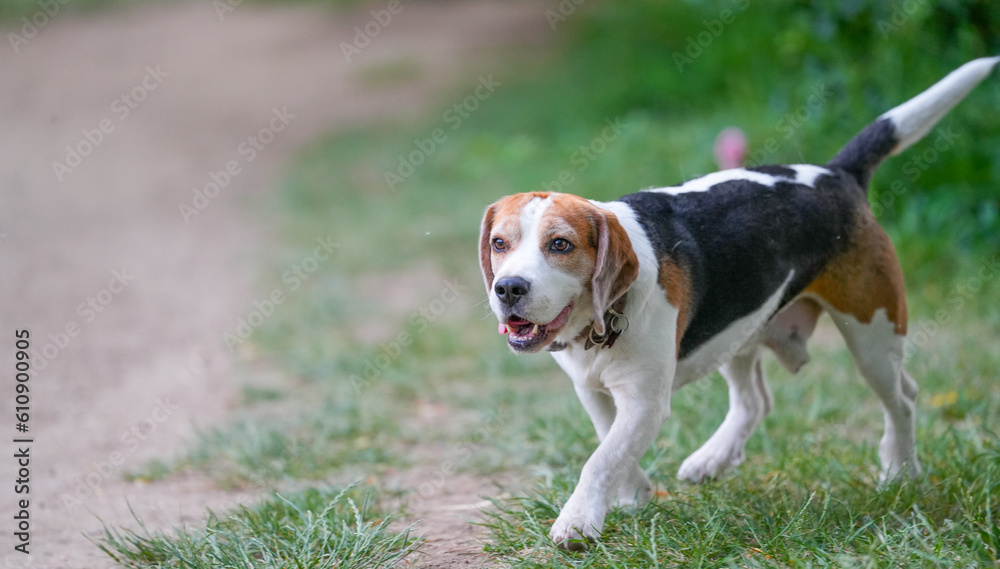 beagle. purebred dog in nature, photo with green background. beagle. purebred dog in nature, photo with green background.