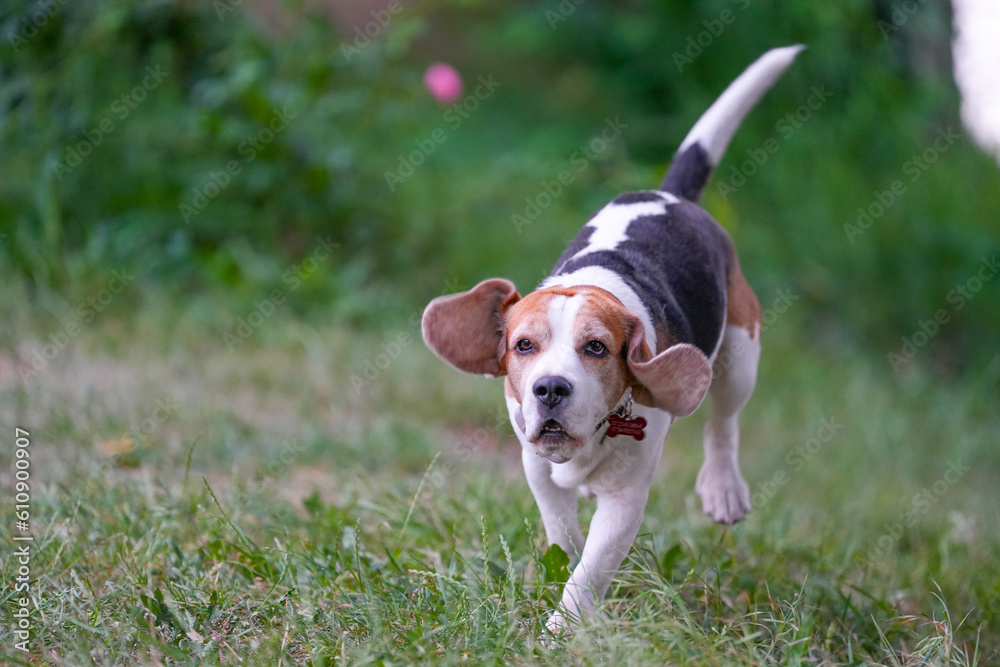 beagle. purebred dog in nature, photo with green background. beagle. purebred dog in nature, photo with green background.