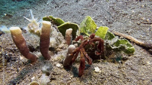 Orangutan crab in the sand next to matching  color coral or sponge. A small crab behind the orangutan crab escapes to safety. photo