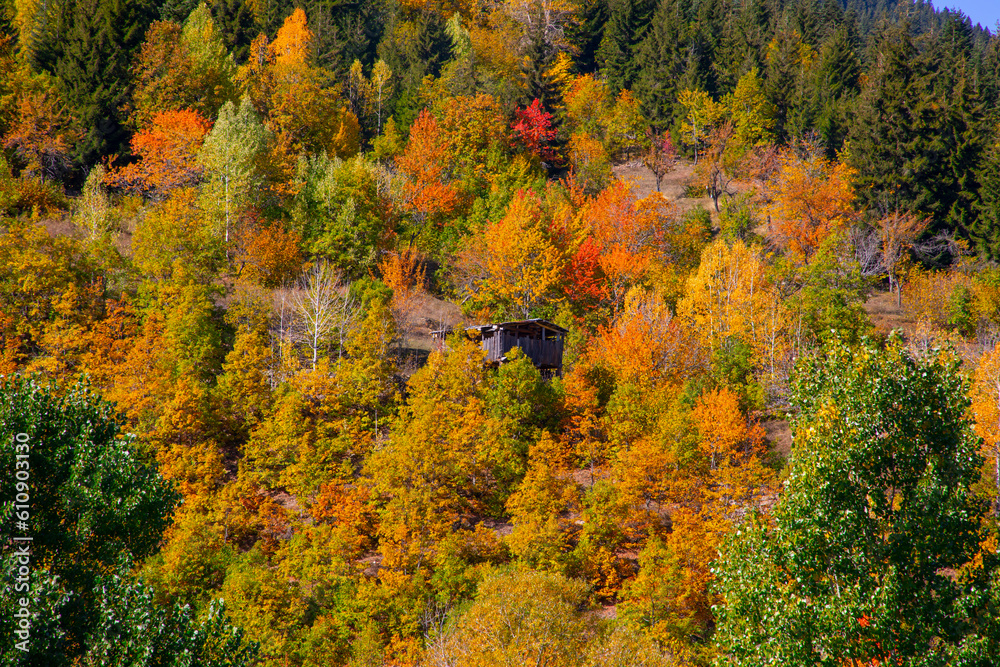Autumn view in Savsat. Artvin, Turkey. Beautiful autumn landscape in Bazgiret Maden Village. Colorful fall nature view with snowy mountains background. Autumn view in Savsat. Artvin, Turkey. Beautiful autumn landscape in Bazgiret Maden Village. Colorful fall nature view with snowy mountains background.