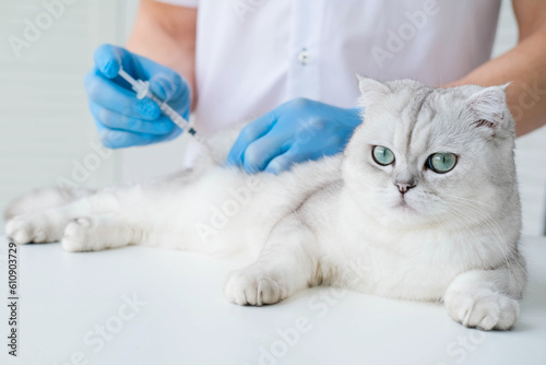 Fototapeta Naklejka Na Ścianę i Meble -  The veterinarian gives an injection to a Scottish kitten. A doctor in a veterinary clinic inoculates a cat.