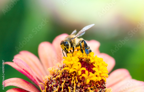 Honey bee covered in yellow pollen