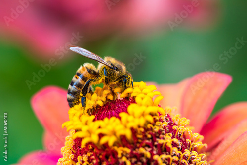 Honey bee covered with pollen