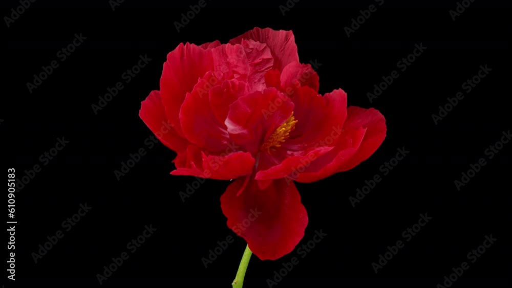 Timelapse of red peony flower blooming on black background, close-up. Valentine's Day concept. Mother's day, Holiday, Love, birthday background design. 4K UHD video timelapse Timelapse of red peony flower blooming on black background, close-up. Valentine's Day concept. Mother's day, Holiday, Love, birthday background design. 4K UHD video timelapse