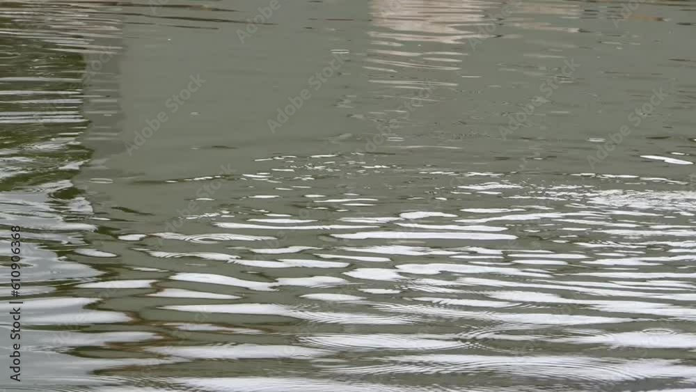 cute mallard duck swimming in lake
cute mallard duck swimming in lake
