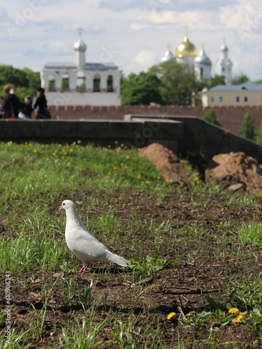 White dove on the background of the church