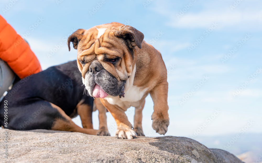 Obraz premium English bulldog on top of mountain sitting on top of mountain at Peak District on a sunny warm day.
