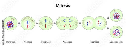 Diagram of Mitosis vector. Prophase, Metaphase, Anaphase, and Telophase. Cell division for education use. photo