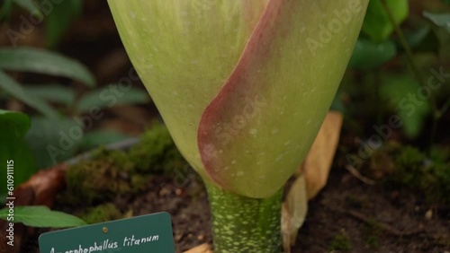 Rare Amorphophallus titanum Blooming in Botanical Garden Greenhouse photo