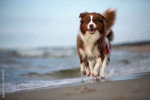 Australian Shepherd dog runs happily on a sandy beach by the Baltic Sea