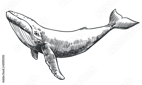 The humpback whale swims underwater. Vector illustration in engraving style. The clipart for the coat of arms is made with a thin black line on a white background. Rare marine mammal.
