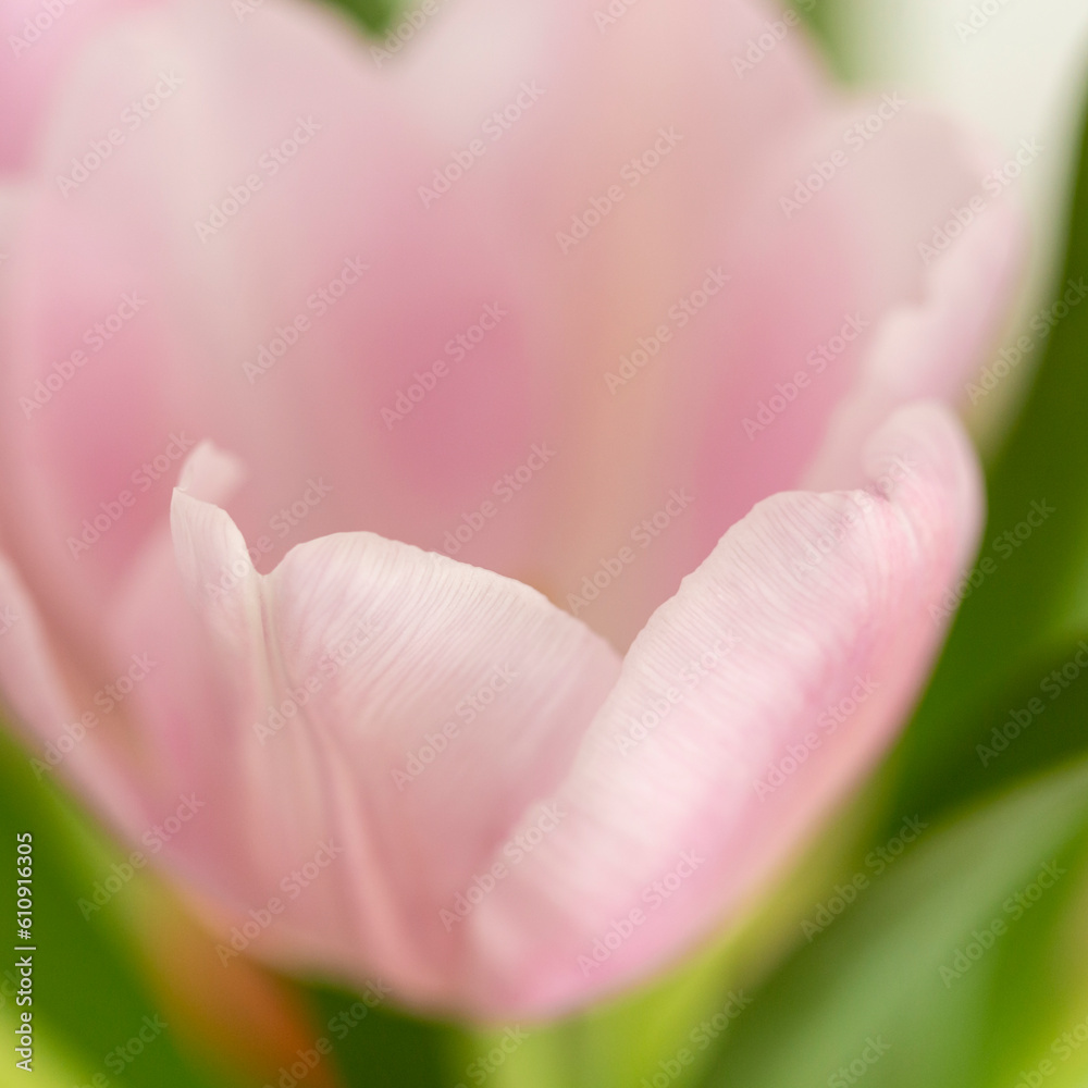 Smooth pink petals on a beautiful tulip flower in bloom