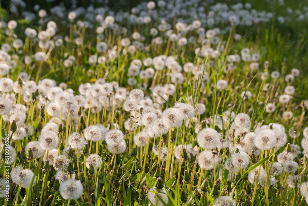 Dandelions with downy seed heads on a meadow, close-up