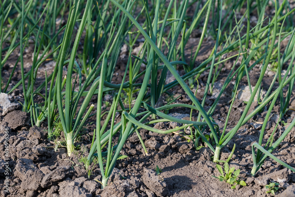 Planting of the young onion on field in sunny morning Planting of the young onion on field in sunny morning