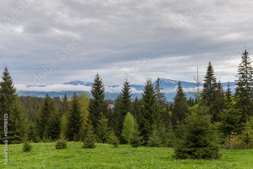 Firs on mountain slope and distant mountains covered with snow