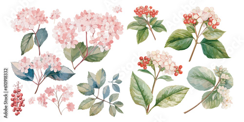 watercolor viburnum plant clipart for graphic resources