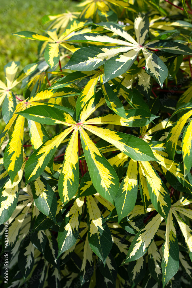 Cassava plant (Manihot esculenta). Green and yellow leaves Cassava plant (Manihot esculenta). Green and yellow leaves