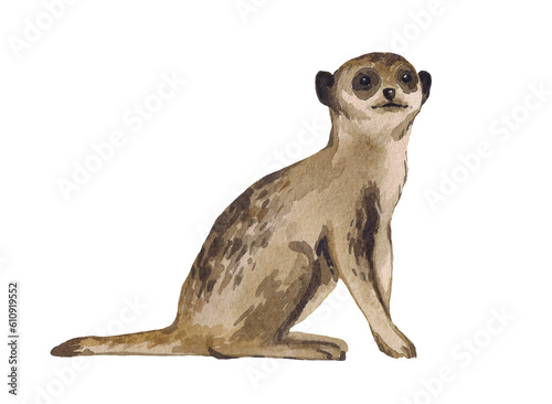 Meerkat watercolor illustration isolated on white background. Realistic African animal. Design element for the design of children s products.