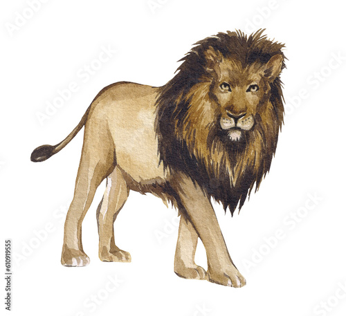 Fototapeta Naklejka Na Ścianę i Meble -  Watercolor illustration of realistic lion isolated on white background. African animal. Design of children's products