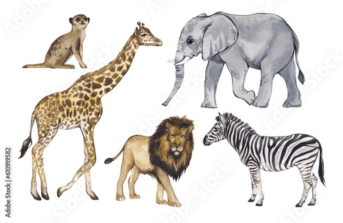 Fototapeta Naklejka Na Ścianę i Meble -  Watercolor set of African animals isolated on white background. Giraffe, lion, elephant, zebra, meerkat. Safari realistic animals, tropics. Children's products, baby's room, decor, nursery design.
