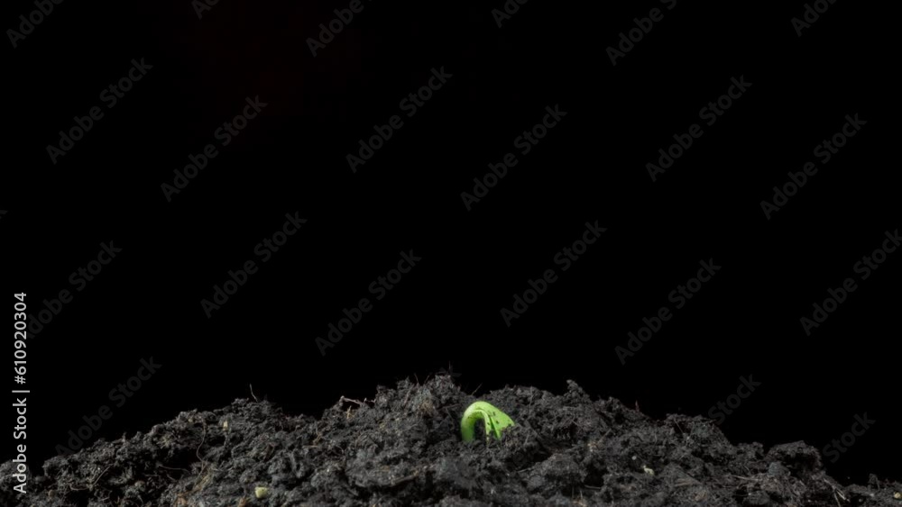 Green sunflower sprouts. Agriculture green field sprouts. Timelapse seed growing, Closeup nature agriculture shoot. Vegetable sprouting from the ground. Sunflower sprout rotation. agriculture business