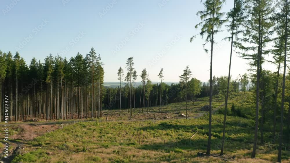 Flythrough of deforested spruce glade in dry forest hit by bark beetle disaster in Czech countryside surrounded by single trees Flythrough of deforested spruce glade in dry forest hit by bark beetle disaster in Czech countryside surrounded by single trees