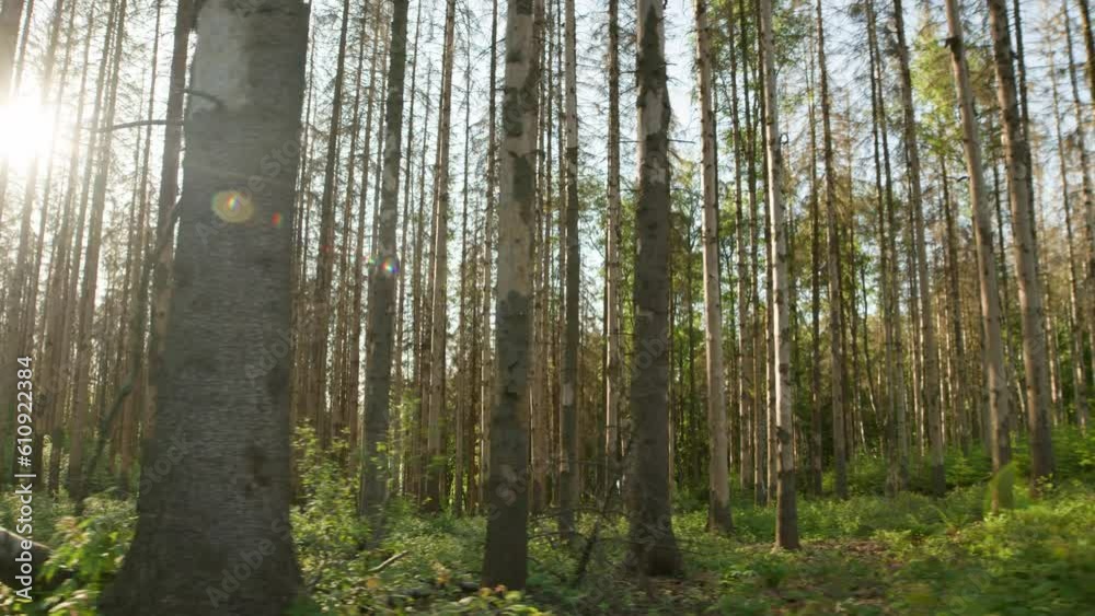 Damaged dead dry spruce trunks in forest hit by bark beetle in Czech countryside with no bark Damaged dead dry spruce trunks in forest hit by bark beetle in Czech countryside with no bark