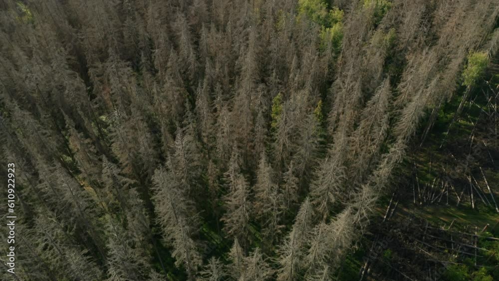 Drone shot of lake with heart shaped island on lake with dead dry spruce forest hit by bark beetle in Czech countryside in the foreground Drone shot of lake with heart shaped island on lake with dead dry spruce forest hit by bark beetle in Czech countryside in the foreground