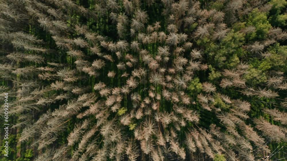 Aerial crossing of dead dry spruce forest hit by bark beetle in Czech countryside Aerial crossing of dead dry spruce forest hit by bark beetle in Czech countryside