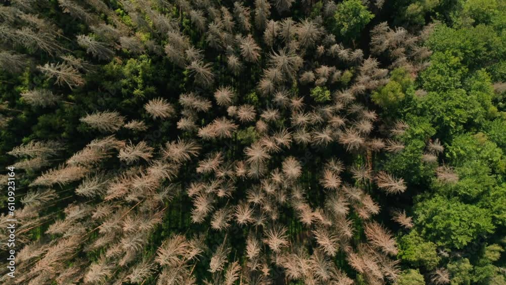 Top view of dead dry spruce forest hit by bark beetle in Czech countryside surrounded by logs of fell down trees Top view of dead dry spruce forest hit by bark beetle in Czech countryside surrounded by logs of fell down trees