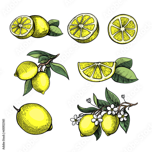 Lemons hand drawn fruit on a white background. Colored ink style lemon branches with leaves and blossom Vector