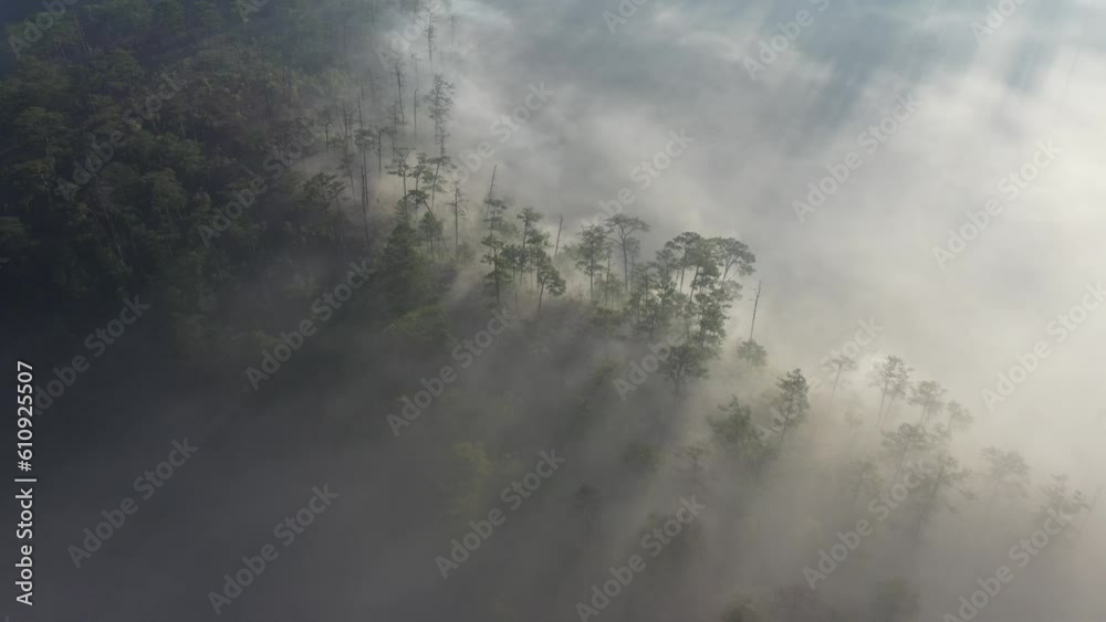 27c national road, Lac Duong, Lam Dong, Vietnam. Misty fog blowing over pine tree forest. Footage of spruce forest trees on the mountain hills at misty day. Morning fog at beautiful autumn forest. 27c national road, Lac Duong, Lam Dong, Vietnam. Misty fog blowing over pine tree forest. Footage of spruce forest trees on the mountain hills at misty day. Morning fog at beautiful autumn forest.