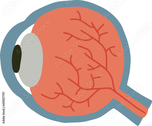 Human Eyeball Organ