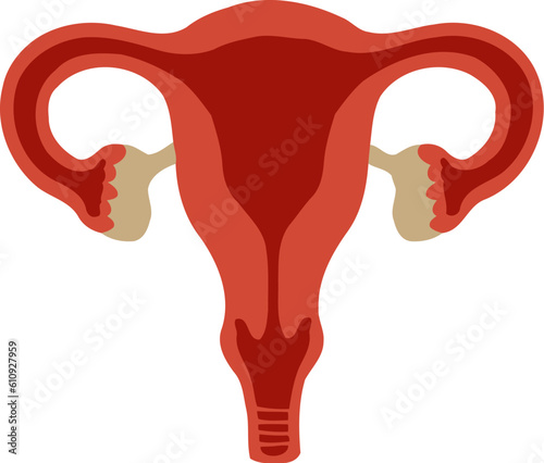 Human Female Reproductive Organ