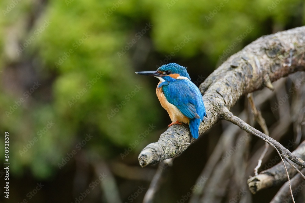 Cute male common kingfisher, alcedo atthis, sitting on branch in spring at sunrise. Small bird with colorful feathers looking in nature from front view. Cute male common kingfisher, alcedo atthis, sitting on branch in spring at sunrise. Small bird with colorful feathers looking in nature from front view.