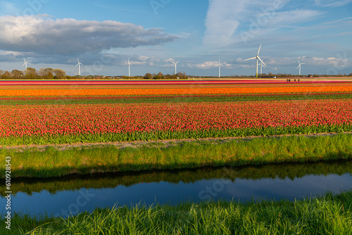 Panoramic landscape of orange beautiful blooming tulip field in Holland Netherlands in spring with blue sky, illuminated by the sun - Close up of Tulpis flowers backgrund banner panorama	
