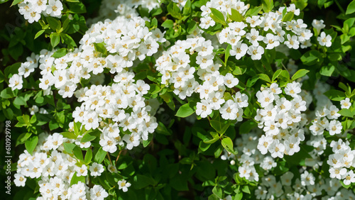 Spirea Bridal Wreath Shrub White Flowers in Bloom - generative ai