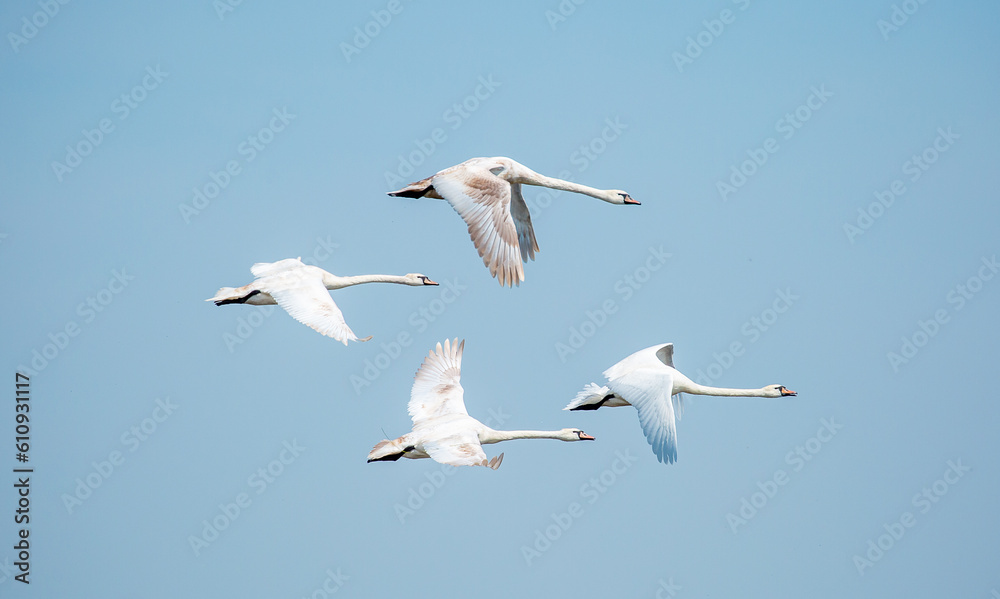 Flying swans in the blue sky. Waterfowl at the nesting site. A flock of swans walks on a blue lake.