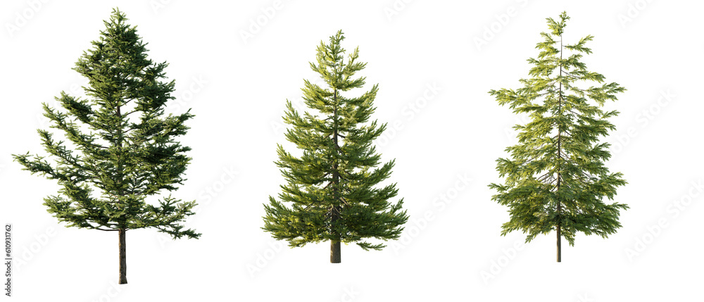 isolated, cutout, hires pine tree, day light, sun, best for parking landscape design, best for render visualisation, post production and compositing. isolated, cutout, hires pine tree, day light, sun, best for parking landscape design, best for render visualisation, post production and compositing.