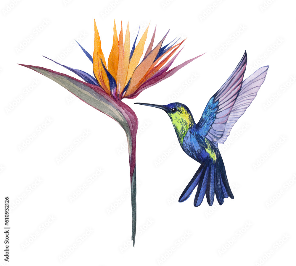 Obraz premium Watercolor bird hummingbird with strelitzia flower. Tropical, exotic bird and flower illustrations. Decoration and design, postcard, print. Wildlife and Tropical Fauna.