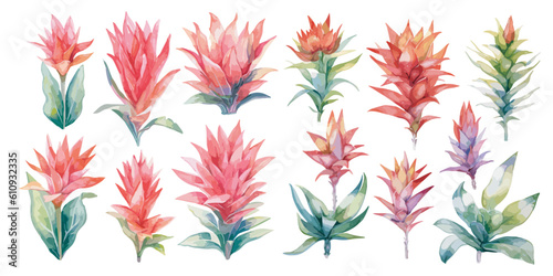 Foto watercolor bromeliad clipart for graphic resources