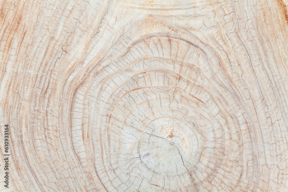 Naklejka premium Hard teak wood stump sections with cracks, annual rings and textured surface - blanks for tables and other production in the factory, Balinese furniture industry and Indonesian natural background