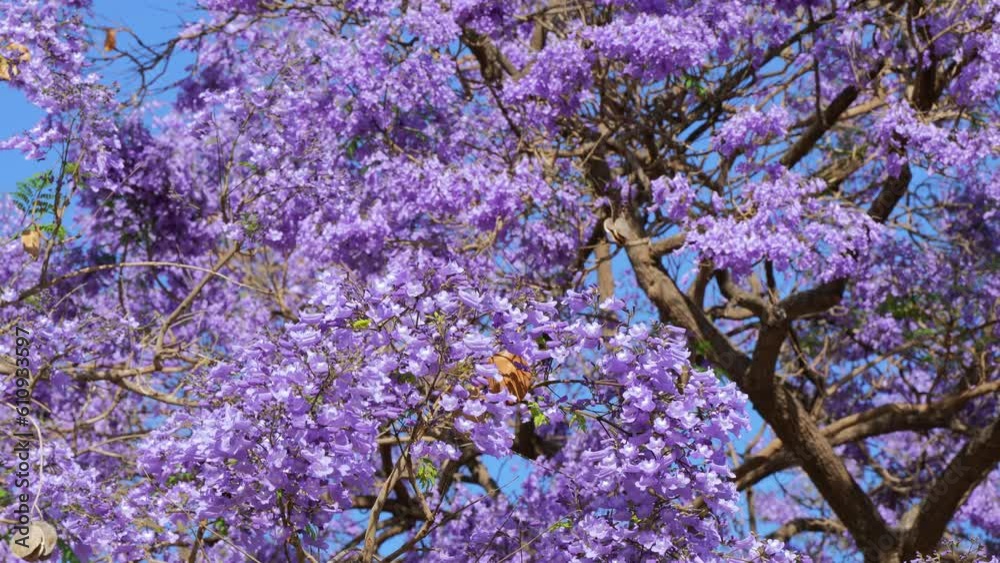Purple flowers of jacaranda tree blooming in the wind in slow motion Purple flowers of jacaranda tree blooming in the wind in slow motion