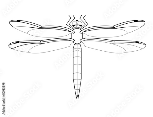 Orthetrum