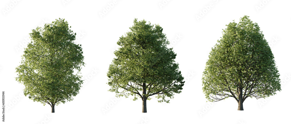 Fototapeta premium isolated cutout tall and big tree Aesculus-hippocastanum in 3 different model option, best use for landscape design, and post pro render