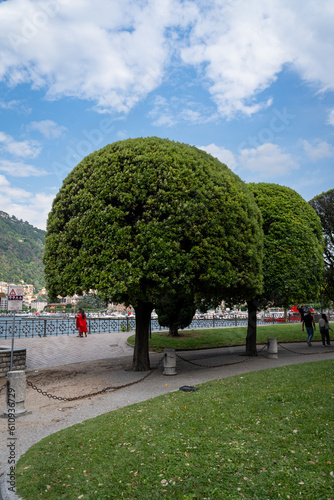 Round trees on the bank of Como lake in Italy