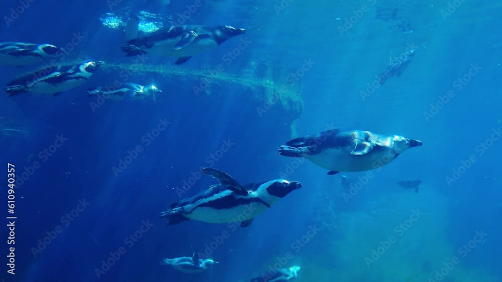 Underwater photography of swimming penguins in the water Underwater photography of swimming penguins in the water